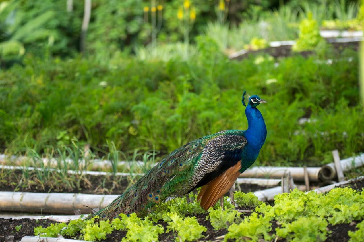 Hacienda Charrascal Coffe Farm Διαμέρισμα Manizales Εξωτερικό φωτογραφία